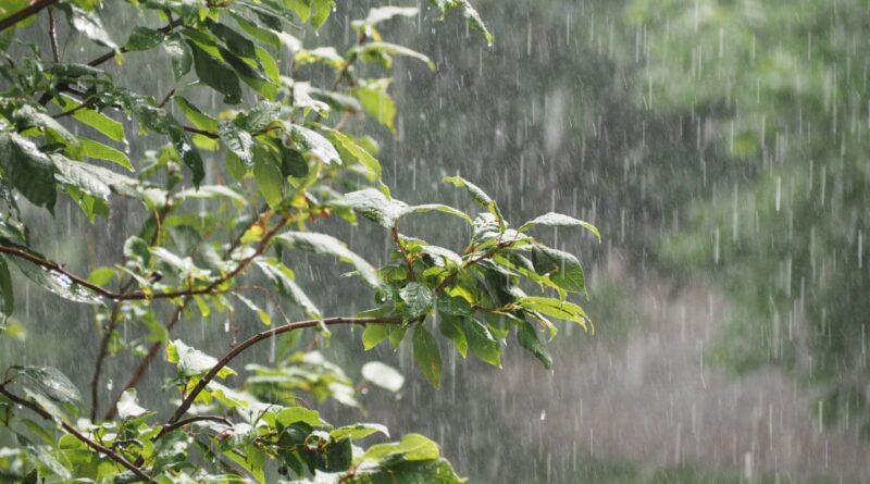 Alerte météo en Algérie : pluies attendues dans plusieurs wilayas ce mardi 17 septembre