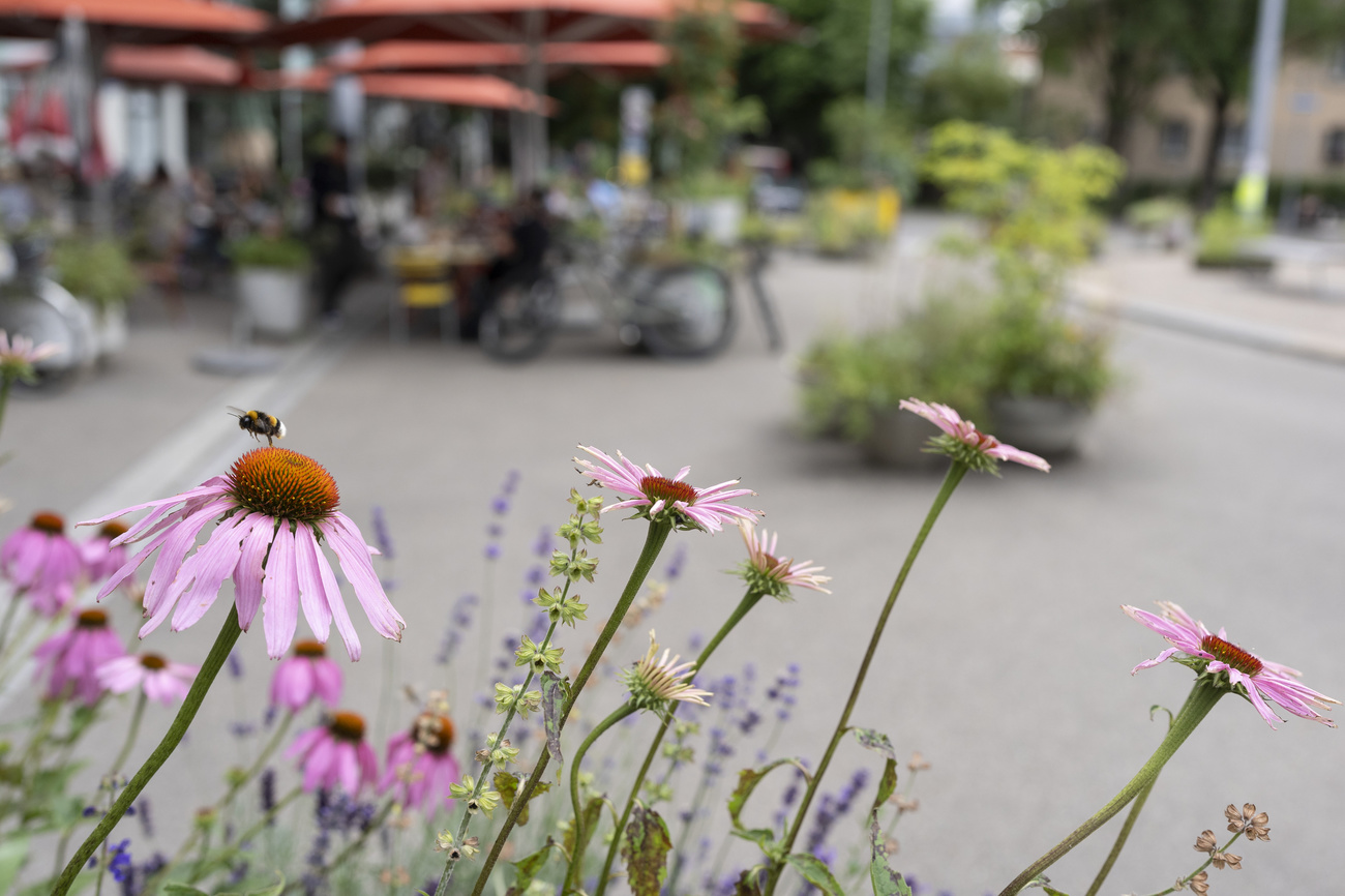 fleurs et route