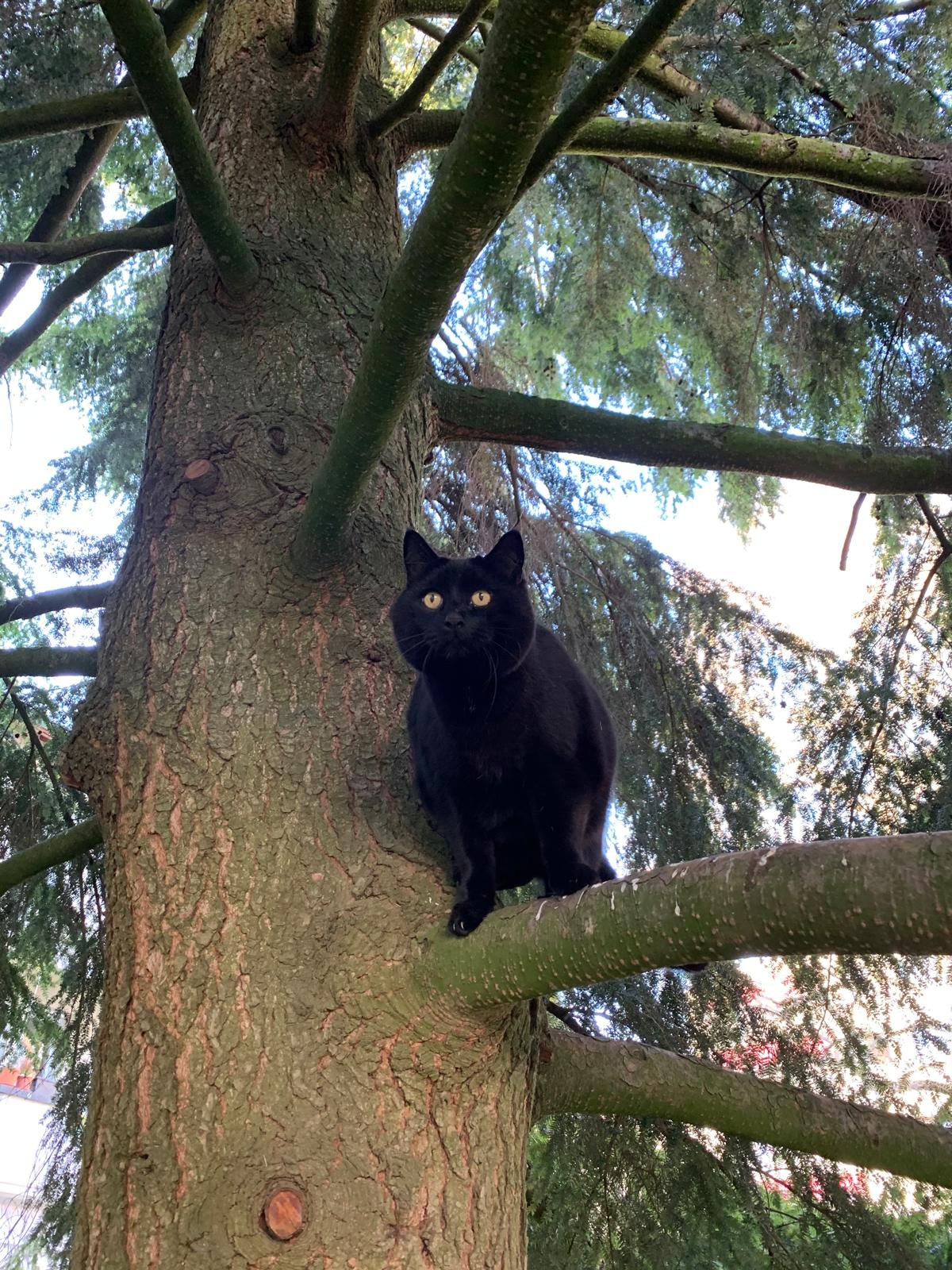 Chat dans un arbre