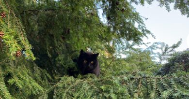 Félins criminels: comment résoudre le problème de la surpopulation de chats en Suisse?