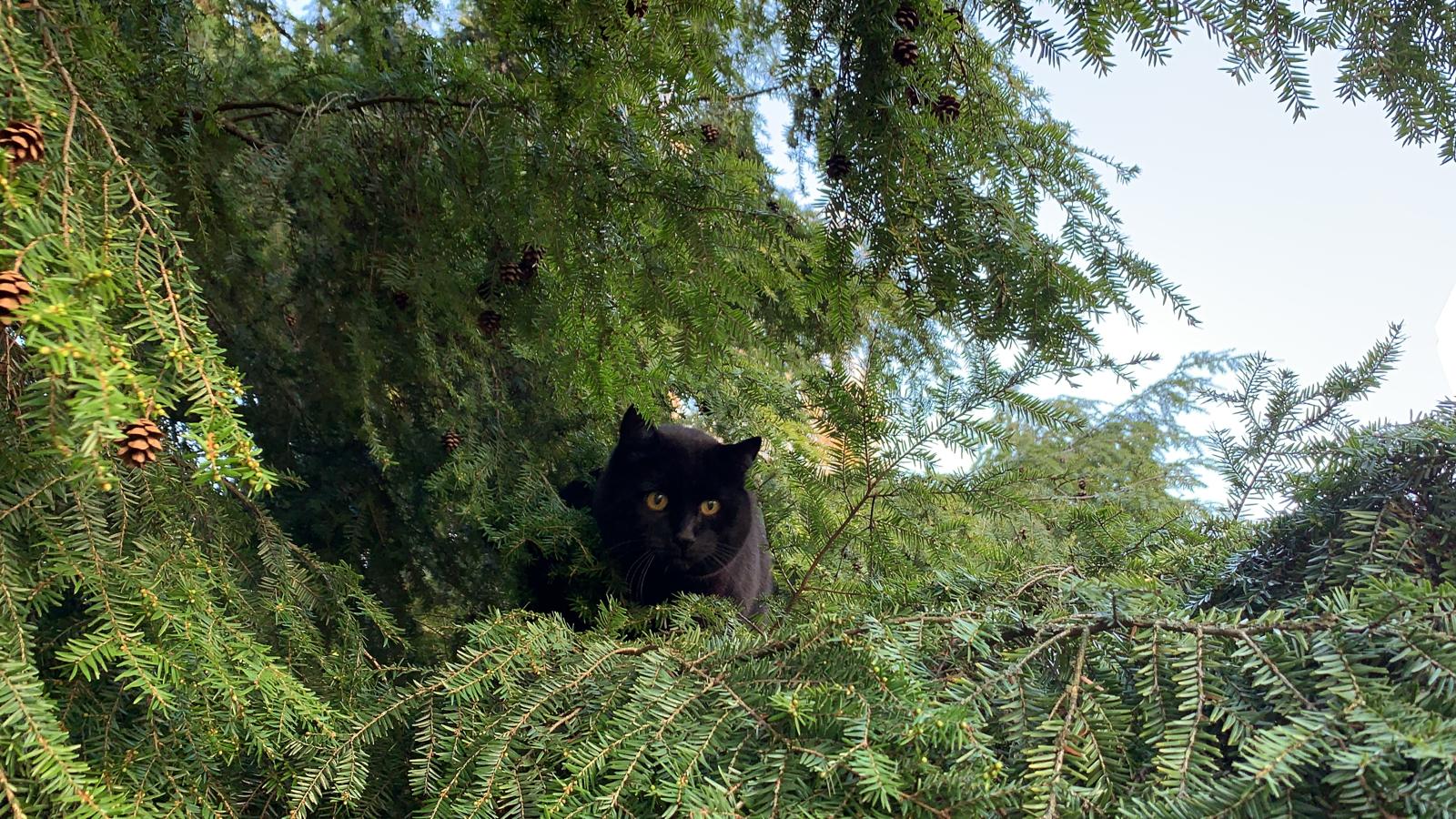 Chat noir dans un arbre.