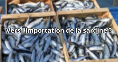 La sardine à 1 700 DA/kg : Zitouni menace de sortir l'arme fatale