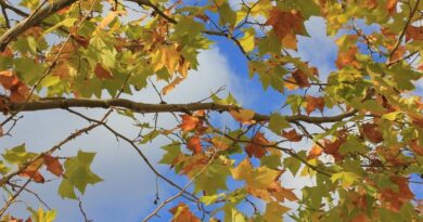 Le temps en Algérie ce dimanche 1ᵉʳ septembre : que nous réservent les prévisions météo du jour ?