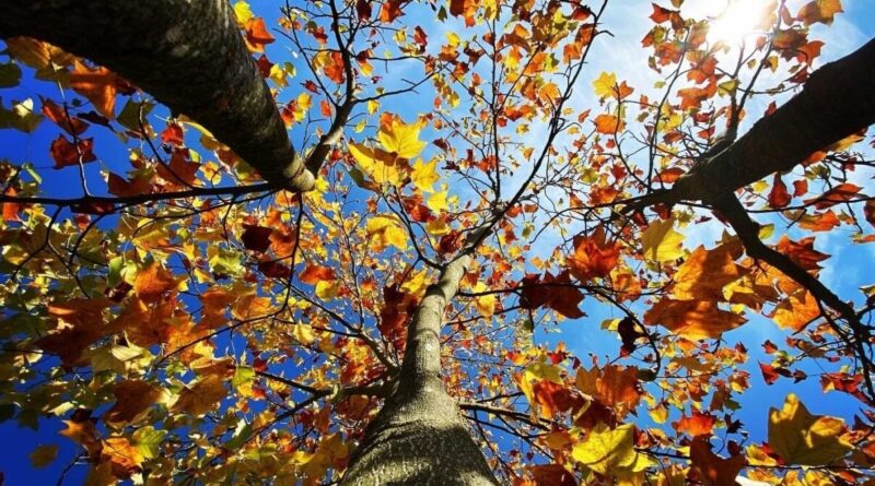 Météo Algérie : entre pluie et soleil, quelles sont les prévisions pour ce samedi 28 septembre ?