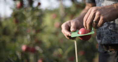 Quel est le prix de la pomme parfaite?