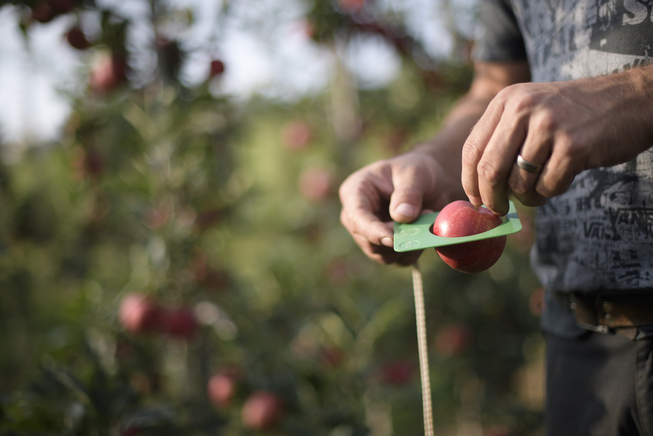 Un arboriculteur vérifie la taille d'une pomme