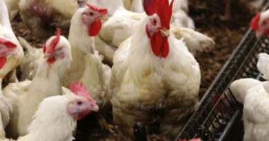 Un "petit" poulet pour un "petit" prix… La nouvelle équation du Ministère de l'Agriculture