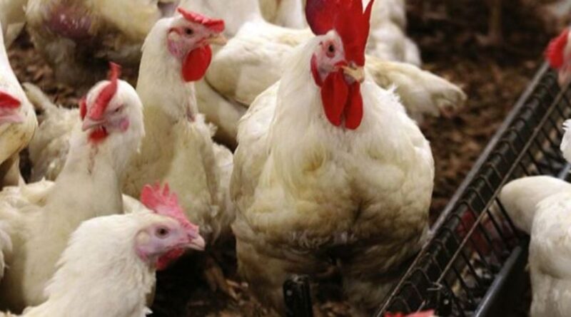 Un "petit" poulet pour un "petit" prix… La nouvelle équation du Ministère de l'Agriculture