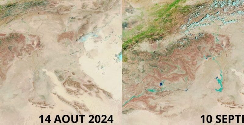 Un phénomène rarissime : Le Sahara devient verdoyant après des pluies abondantes (photos)