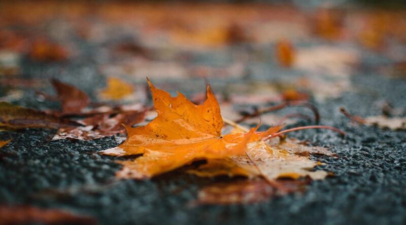 Début de semaine pluvieux en perspective ? Voici le bulletin météo du dimanche 13 octobre !