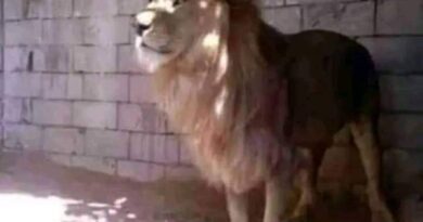 Ghardaïa : Un lion saisi illégalement dans une zone agricole