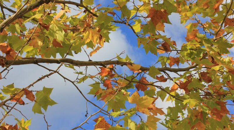 La météo du mercredi 9 octobre : ciel ensoleillé ou nuageux, que disent les prévisions du jour ?