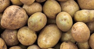 Pénurie et prix de la pomme de terre : les autorités prennent des initiatives