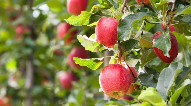 Pommes : Vente directe, stocks régulés et prix maîtrisés