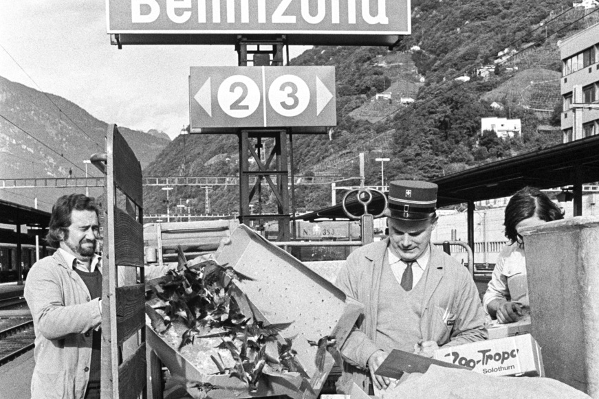 Deux employés des chemins de fer libérant des hirondelles transportées dans un carton.