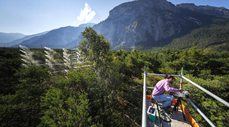 Une expérience unique menée en Suisse étudie l’impact de la sécheresse sur la forêt