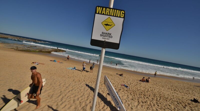 Australie : Des chercheurs ont peut-être trouvé la solution pour protéger les surfeurs des attaques de requins