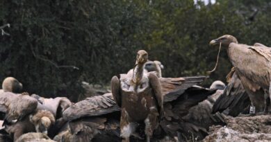 Aveyron : « Attaques » plus nombreuses, oiseaux « déviants »… Que se passe-t-il avec les vautours ?