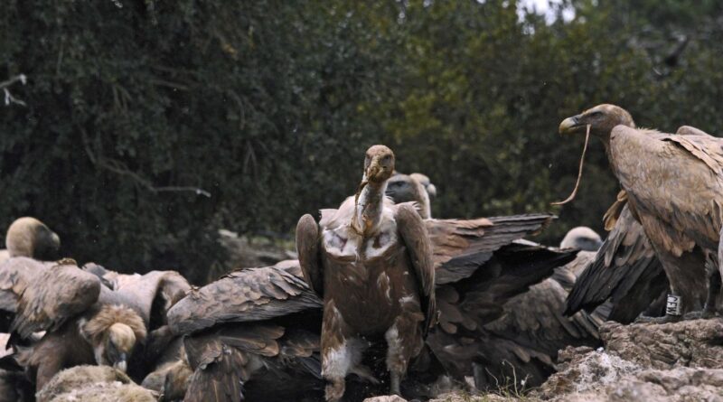 Aveyron : « Attaques » plus nombreuses, oiseaux « déviants »… Que se passe-t-il avec les vautours ?