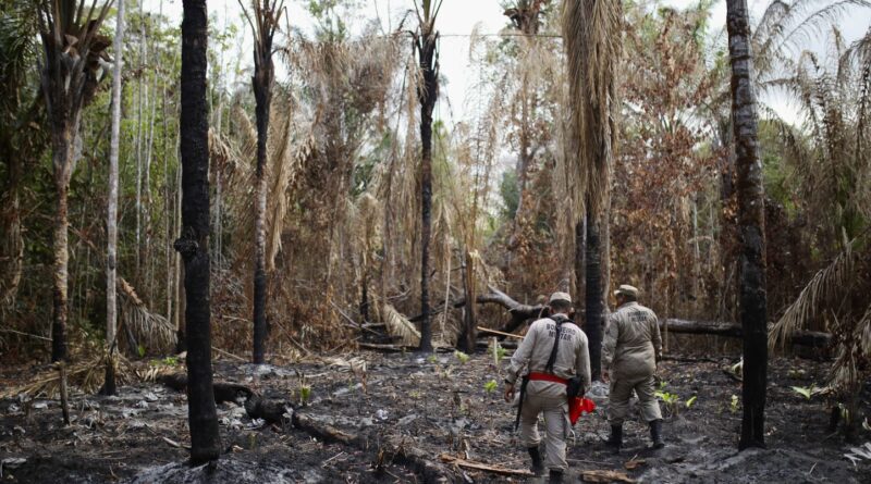 Brésil : Bonne nouvelle, la déforestation en net recul depuis un an