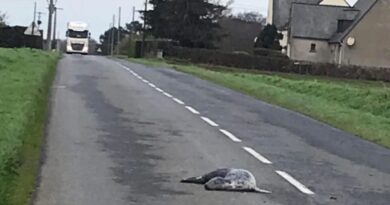 Bretagne : « On ne sait pas comment il est arrivé là »… Un phoque mort retrouvé au milieu d’une route