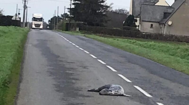 Bretagne : « On ne sait pas comment il est arrivé là »… Un phoque mort retrouvé au milieu d’une route