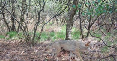 Ce département breton veut analyser la salive du loup