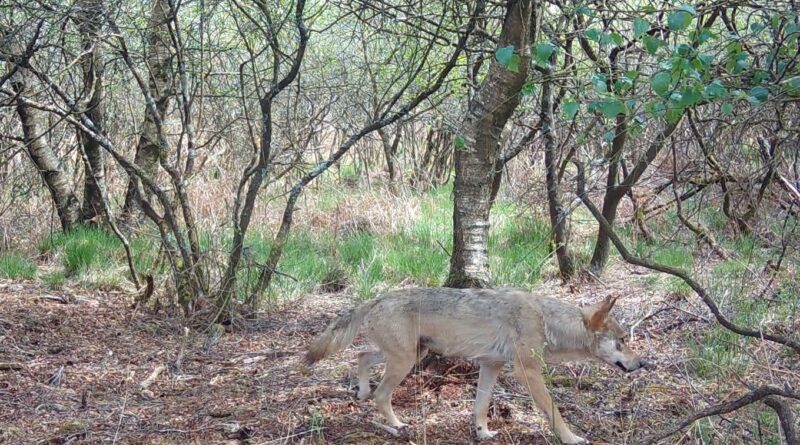 Ce département breton veut analyser la salive du loup