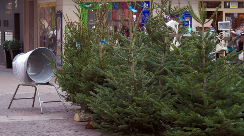 C’est quoi le « juste prix » d’un sapin de Noël ?