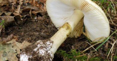 Cueillette de champignons : « Alerte » après la multiplication de cas graves d’intoxications