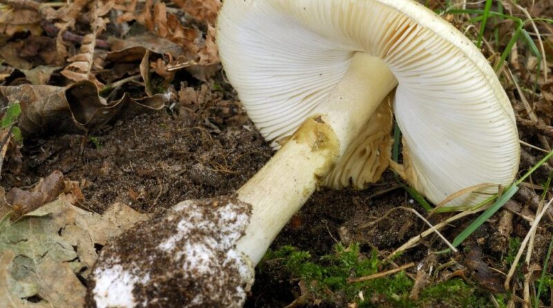 Cueillette de champignons : « Alerte » après la multiplication de cas graves d’intoxications