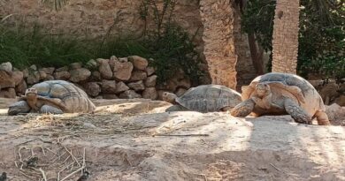 Djerba : Entre soleil, plages et traditions… Un voyage au cœur de la Tunisie