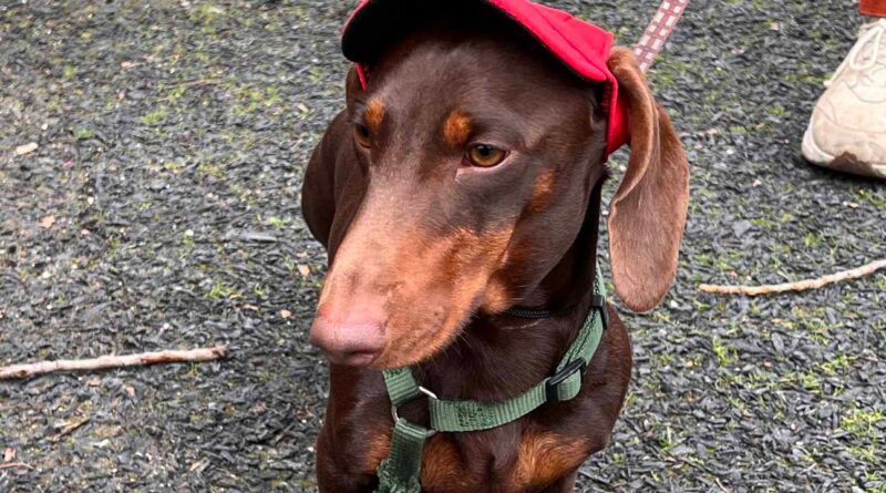 EN IMAGES Paris Sausage Walk 2024 : Le best-of de la marche des teckels ce dimanche