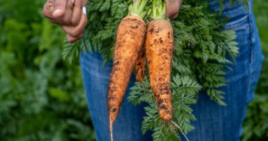 Etats-Unis : Des carottes bio contaminées à la bactérie E. coli font un mort et 38 malades