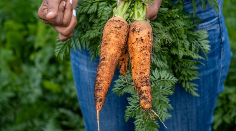 Etats-Unis : Des carottes bio contaminées à la bactérie E. coli font un mort et 38 malades