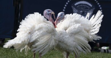 Etats-Unis : Pour Thanksgiving, prière de ne pas saumurer sa dinde dans le Grand Lac Salé de l’Utah