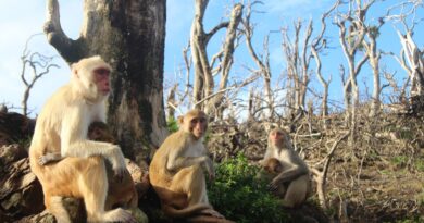 Etats-Unis : Une quarantaine de singes en cavale après une évasion d’un laboratoire