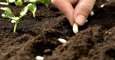 FAO : lancement d’un projet pour le développement des semences locales en Algérie