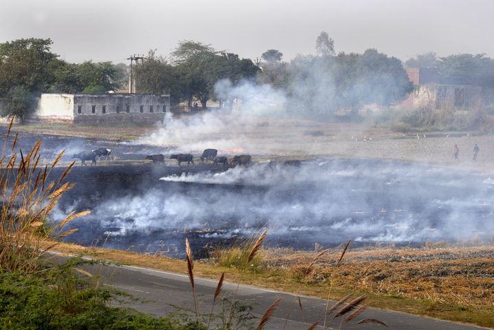 Les brûlis agricoles réalisés par les paysans indiens, viennent polluer l'air jusqu'à la mégalopole New Delhi, où l'air est totalement saturé en particules fines.