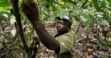 L’Afrique veut plus de temps et d’argent pour se conformer au règlement européen contre la déforestation