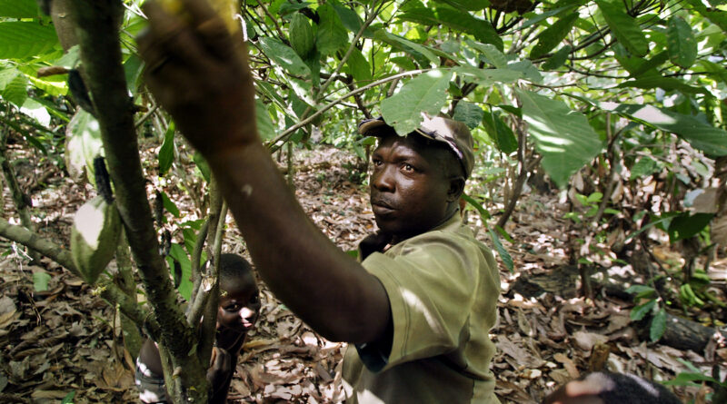 L’Afrique veut plus de temps et d’argent pour se conformer au règlement européen contre la déforestation