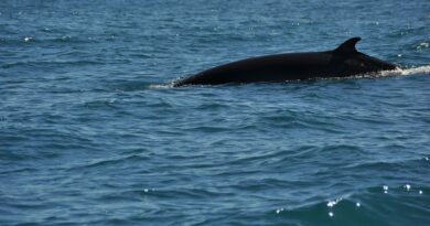 Le Havre : Le cadavre d’une baleine retrouvé sur une plage de la Manche