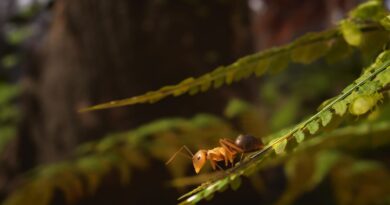 « Les Fourmis » appose la patte animale sur le jeu vidéo