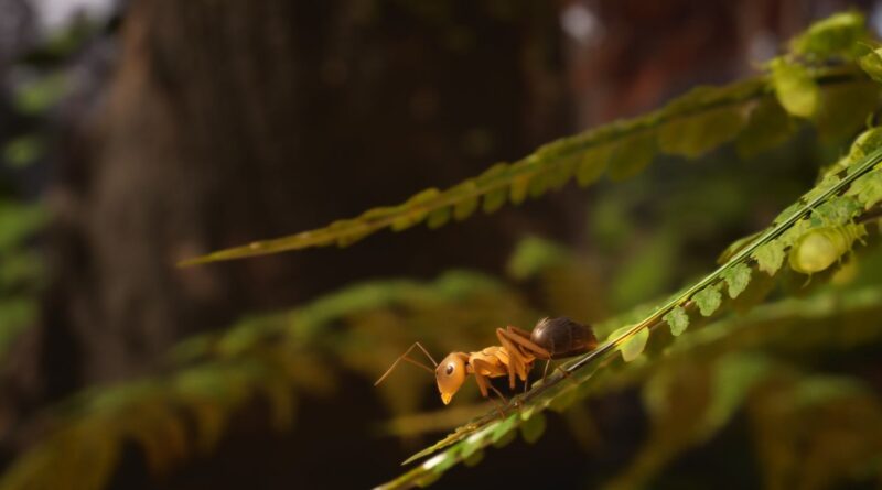 « Les Fourmis » appose la patte animale sur le jeu vidéo