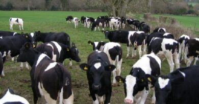 Les vaches laitières américaines génétiquement modifiées débarquent en Algérie