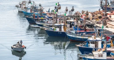 Lutte contre la pêche illégale : l’Algérie remporte le prix CGPM de la FAO