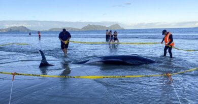 Nouvelle-Zélande : Une trentaine de dauphins pilotes s’échouent sur une plage, les habitants les remettent à l’eau