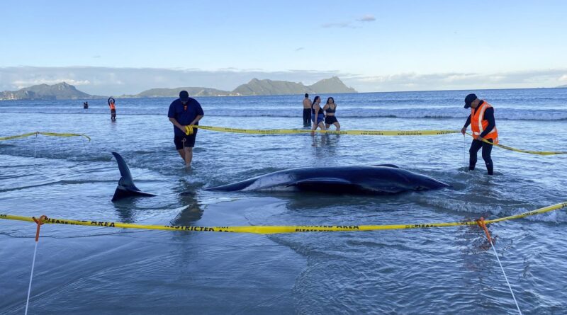 Nouvelle-Zélande : Une trentaine de dauphins pilotes s’échouent sur une plage, les habitants les remettent à l’eau