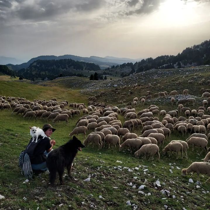 Damaris utilise trois chiens, dont son petit chihuahua Obi Wan, pour garder ses troupeaux sur les hauteurs des Alpes.