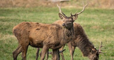 « Qui a fait ça ? » : Un cerf portant une veste de sécurité réfléchissante aperçu près d’un village au Canada